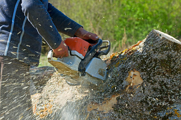 Lawn Grading and Leveling in Alvin, TX