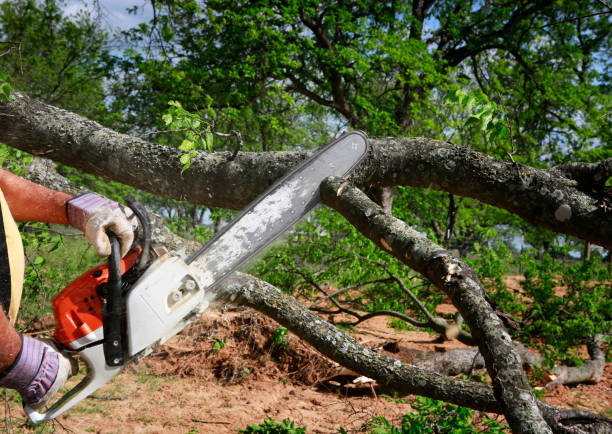 Best Commercial Tree Services  in Alvin, TX